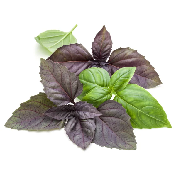 Folhas de ervas de manjericão verde e vermelho — Fotografia de Stock