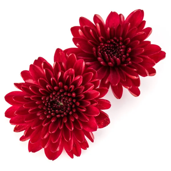 Flores de crisântemo vermelho — Fotografia de Stock