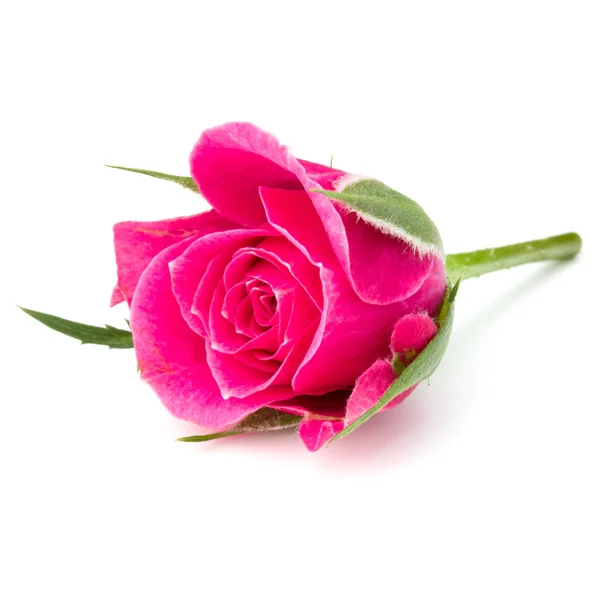 ピンクのバラの花の頭 ロイヤリティフリーのストック画像