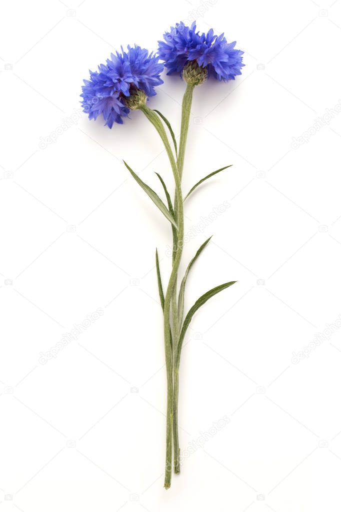 Blue Cornflower Herb 