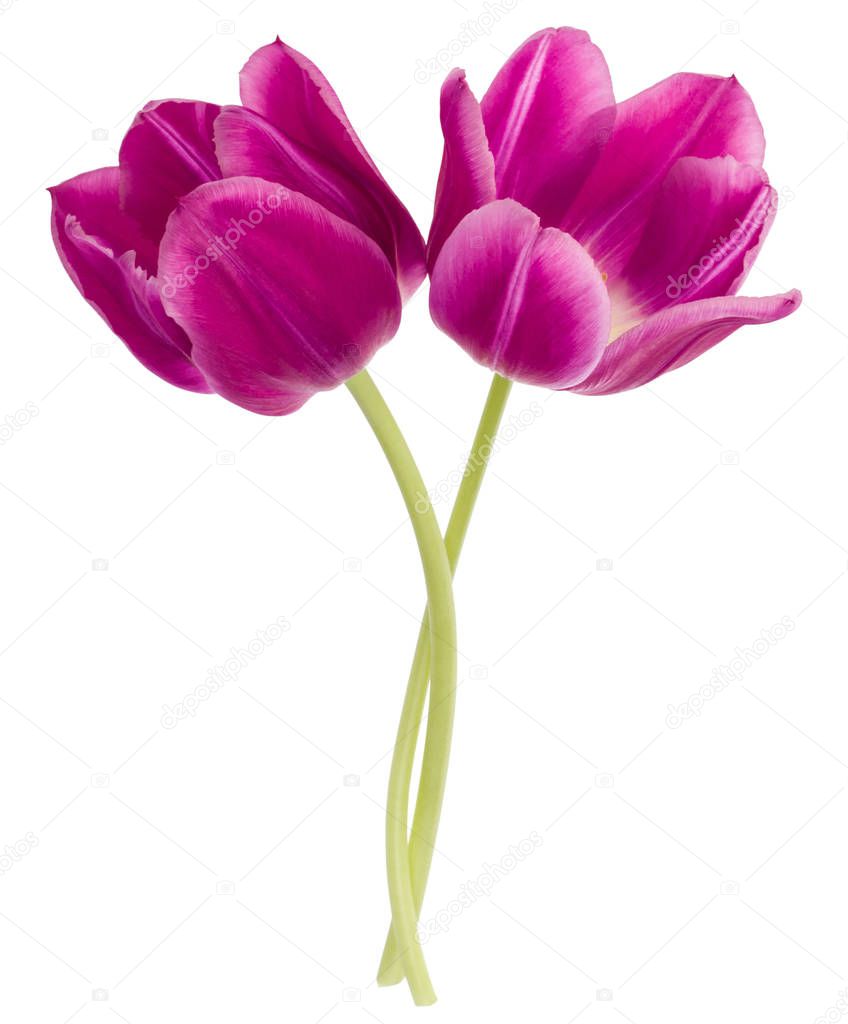 Two lilac tulip flowers 