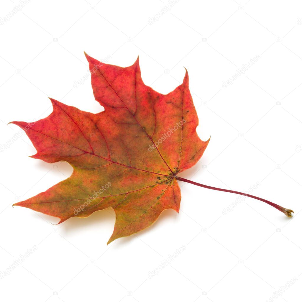 colorful autumn maple leaf 
