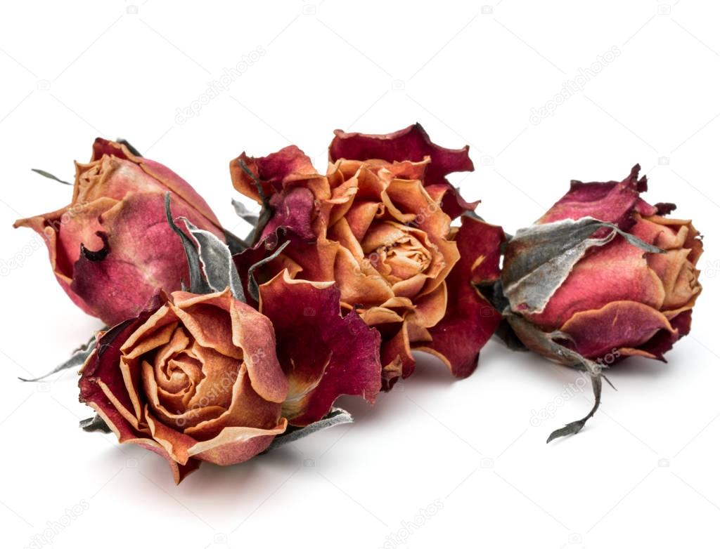 dried rose flower heads