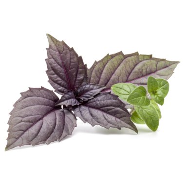  beyaz taze fesleğen yaprağı