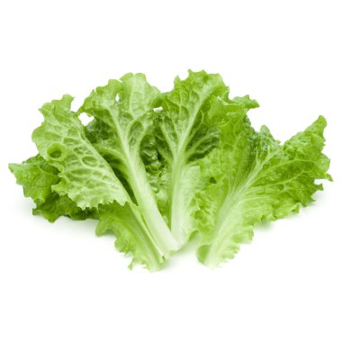 Taze yeşil marul yaprakları