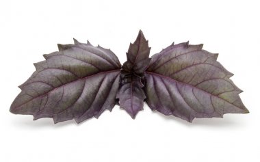  beyaz taze fesleğen yaprağı