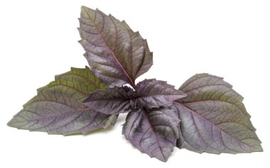  beyaz taze fesleğen yaprağı