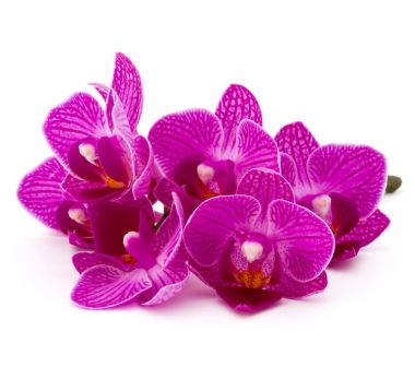 Orkide çiçek buketi  