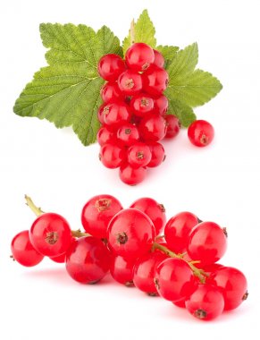 beyaz üzerine kırmızı kuş üzümü