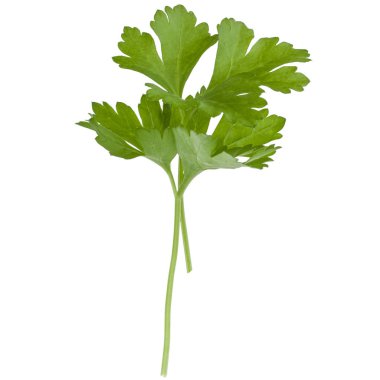 taze maydanoz yaprakları