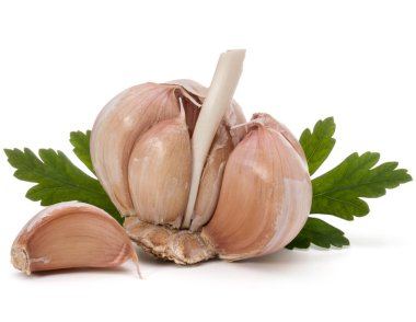 Sarımsak ampul ve maydanoz herb  