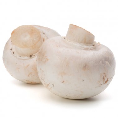 beyaz üzerine taze petrol 