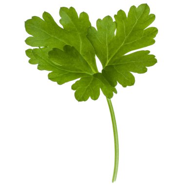 taze maydanoz yaprakları