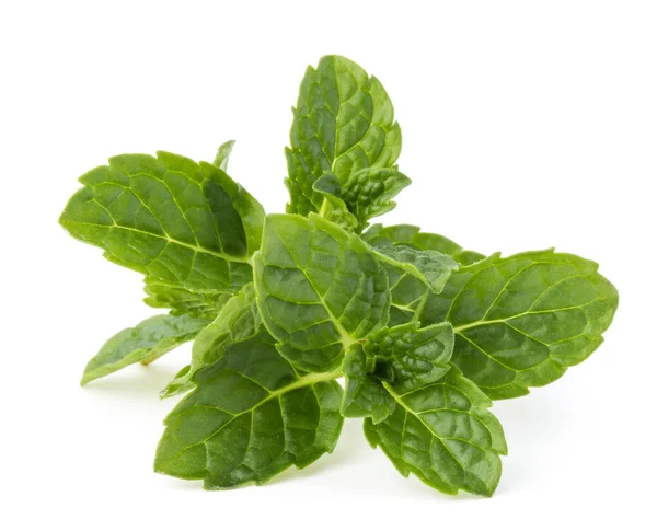 Fresh mint leaves — Stock Photo, Image