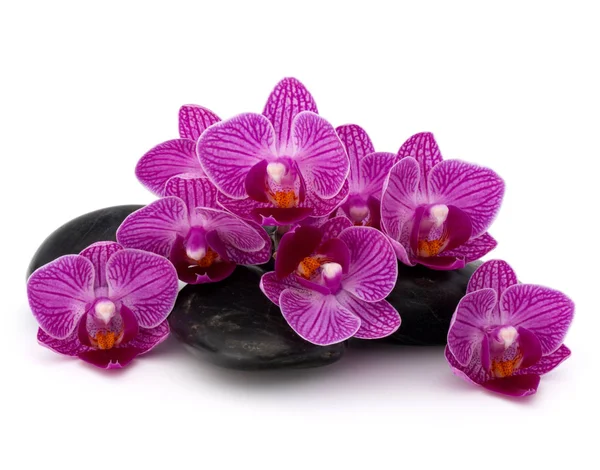 Zen pebbles and orchid flowers — Stock Photo, Image