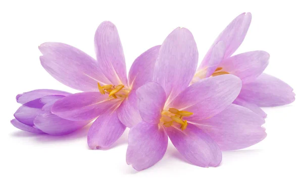 Lila crocus bloemen — Stockfoto