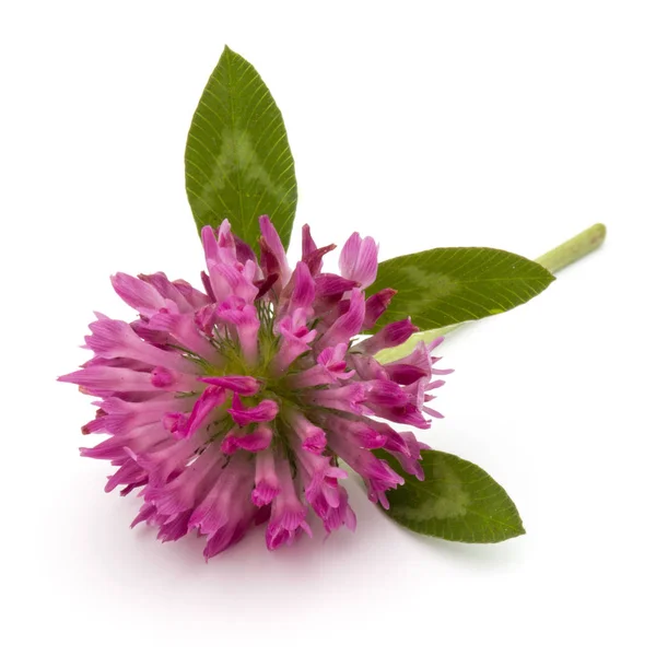 Kwiat koniczyny lub koniczyny — Zdjęcie stockowe