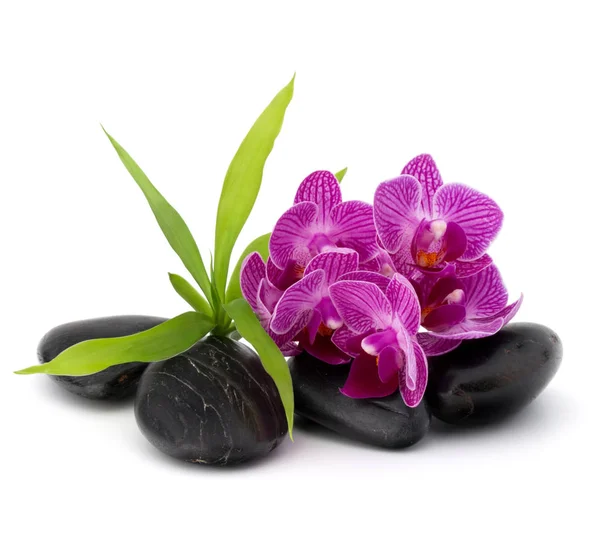 Guijarros Zen y flores de orquídea — Foto de Stock