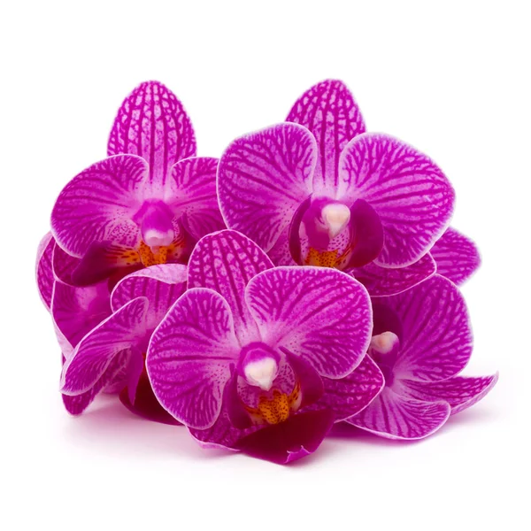 Orchid flowers bouquet — Stock Photo, Image