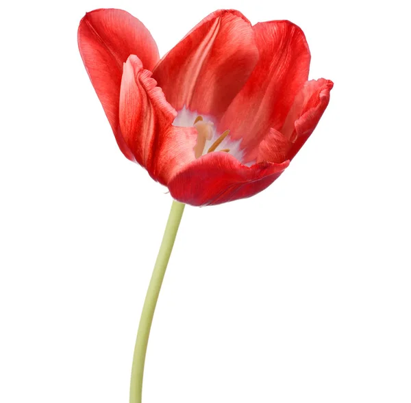 Rode tulip flower hoofd — Stockfoto