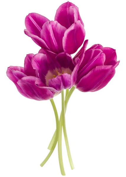 Fiori di tulipano lilla — Foto Stock