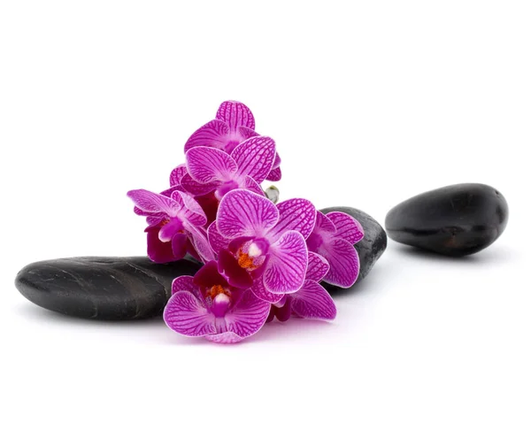 Zen-Kieselsteine und Orchideenblumen — Stockfoto