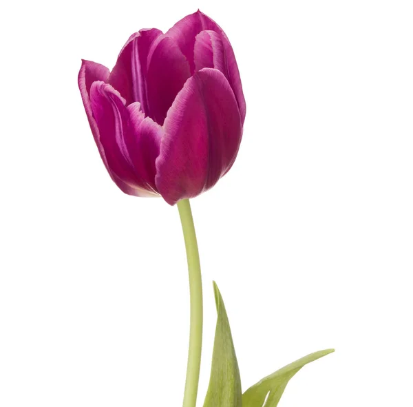 Lila Tulpenblütenkopf — Stockfoto