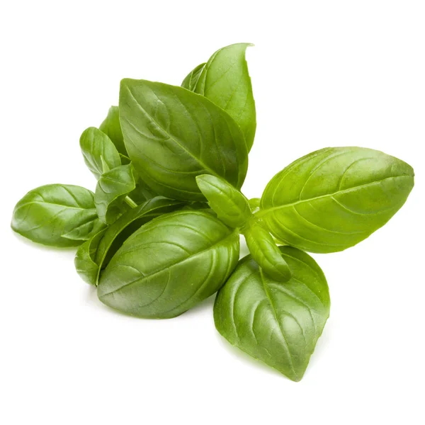 Sweet basil leaves — Stock Photo, Image