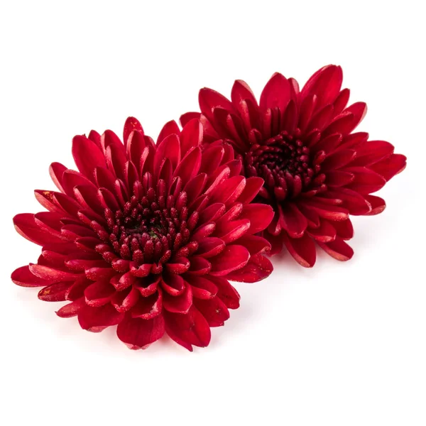Fleurs de chrysanthème rouge — Photo