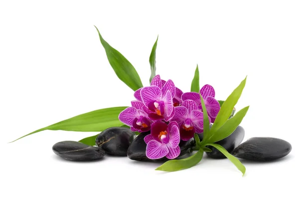 Galets zen et fleurs d'orchidées — Photo