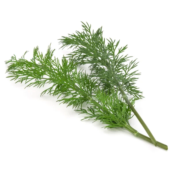 Tak van vers groen dill — Stockfoto