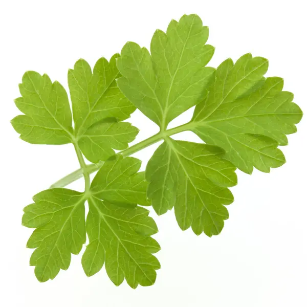 Fresh parsley leaves — Stock Photo, Image