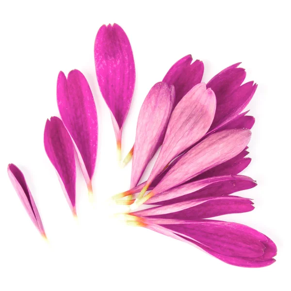 Lila krysantemum blomma kronblad — Stockfoto