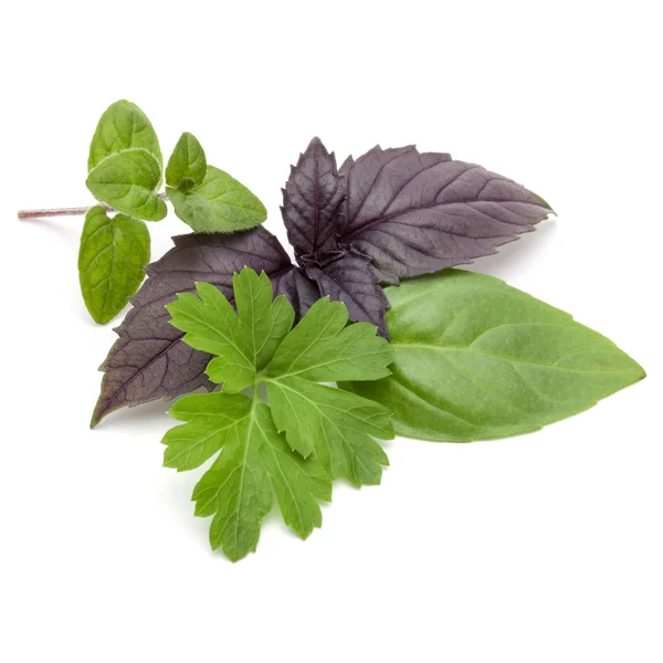 Fresh basil leaves on white — Stock Photo, Image