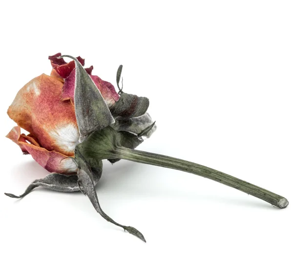 Сушена троянда квіткова голова — стокове фото
