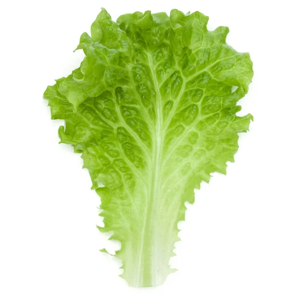 Fresh green lettuce leaf — Stock Photo, Image