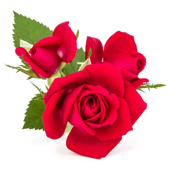 Flores de rosa roja — Foto de Stock
