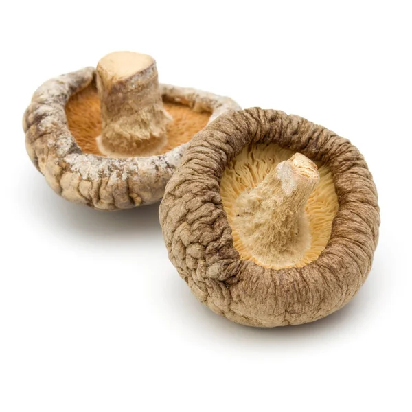 Funghi shiitake secchi — Foto Stock