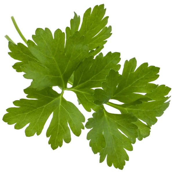 Fresh parsley leaves — Stock Photo, Image