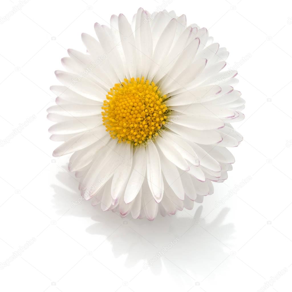 Beautiful single daisy flower 