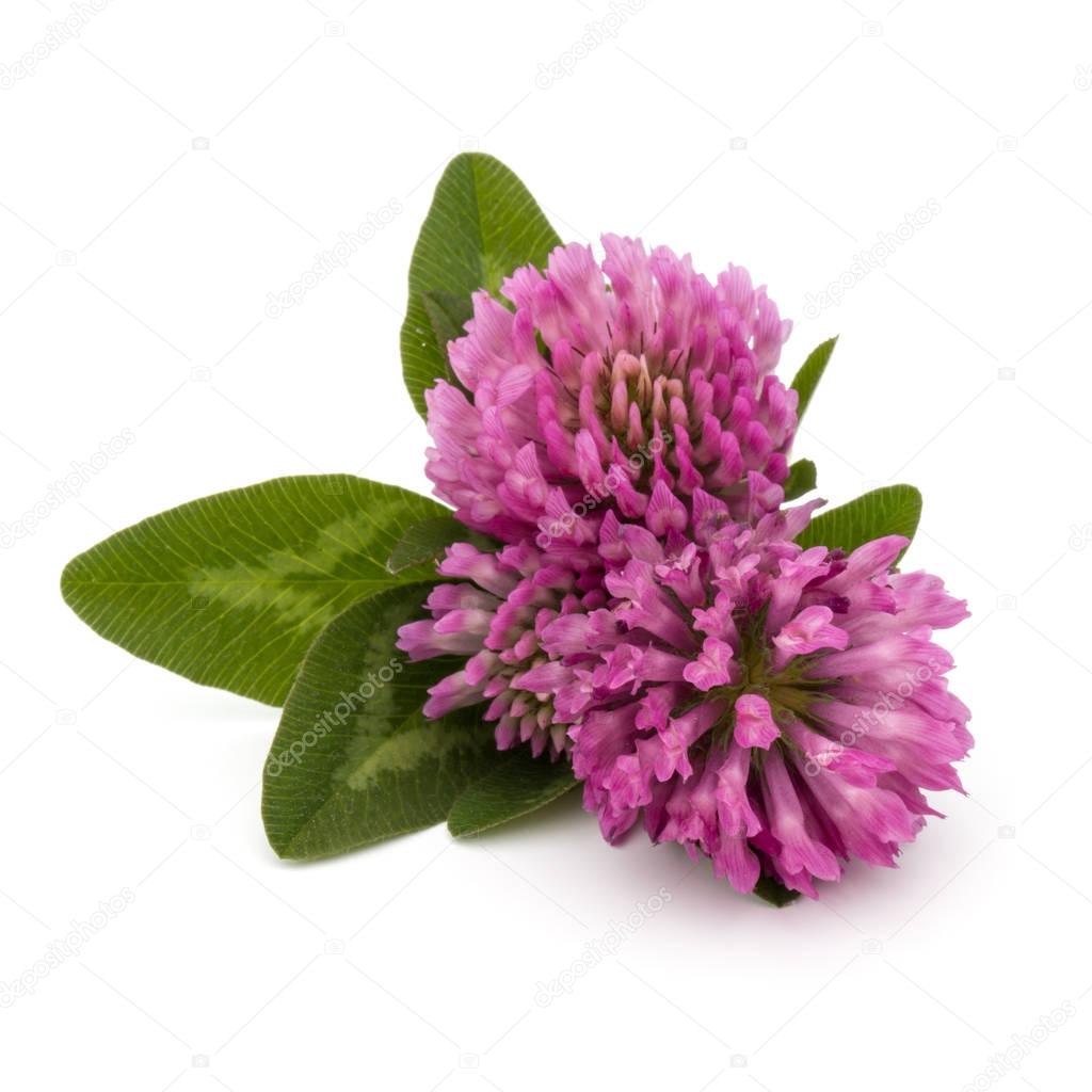 Clover or trefoil flowers  
