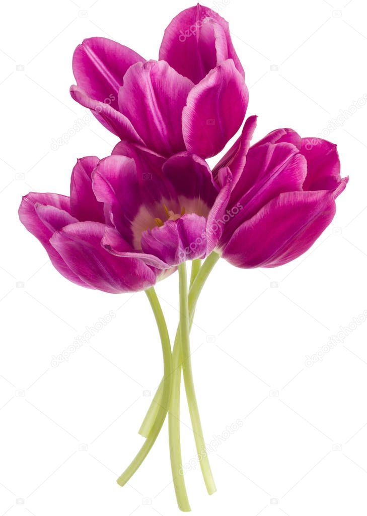 lilac tulip flowers 