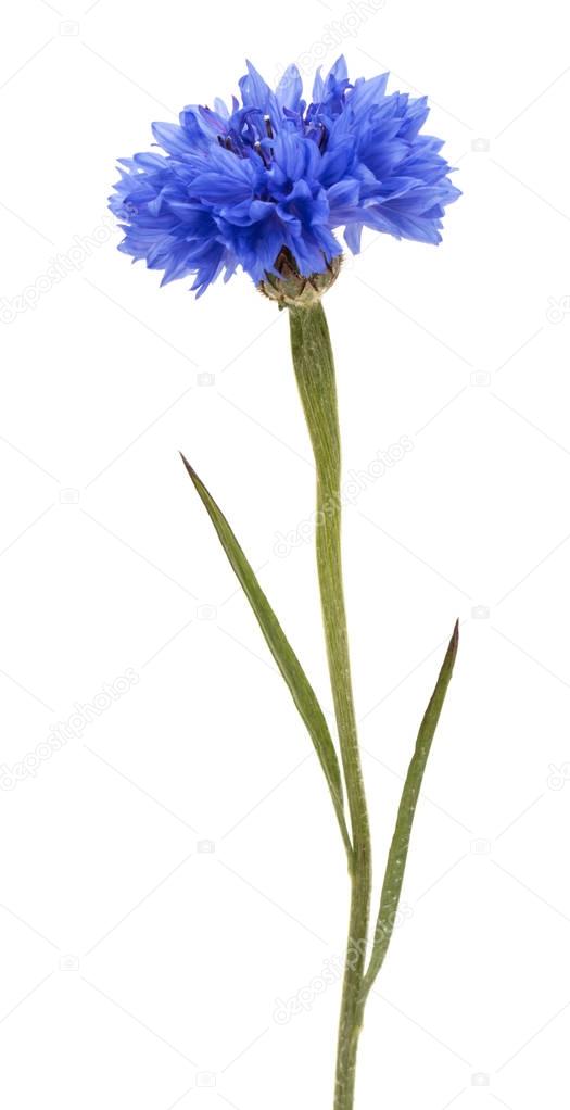 Blue Cornflower head on white