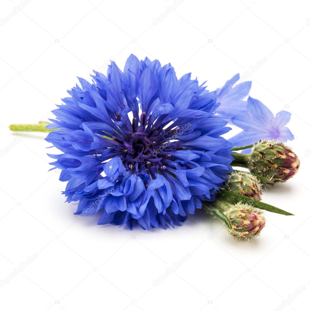 Blue Cornflower head on white