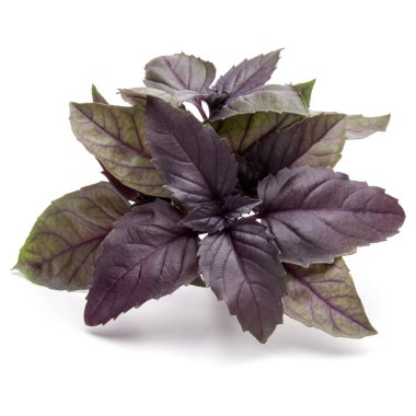 taze kırmızı fesleğen bitki yaprakları