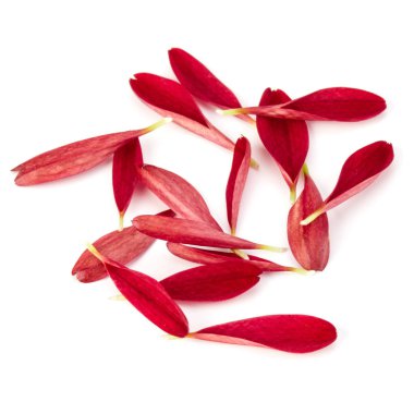 Kırmızı krizantem çiçek yaprakları