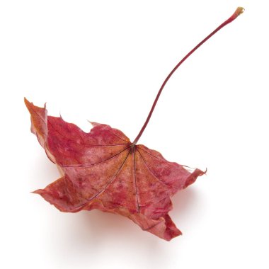 renkli sonbahar akçaağaç yaprağı 