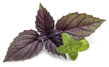 fesleğen ve kekik bitki yaprakları 