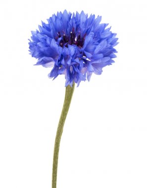 Mavi Peygamber Çiçeği Herb 