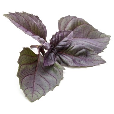  taze kırmızı fesleğen bitki yaprakları 